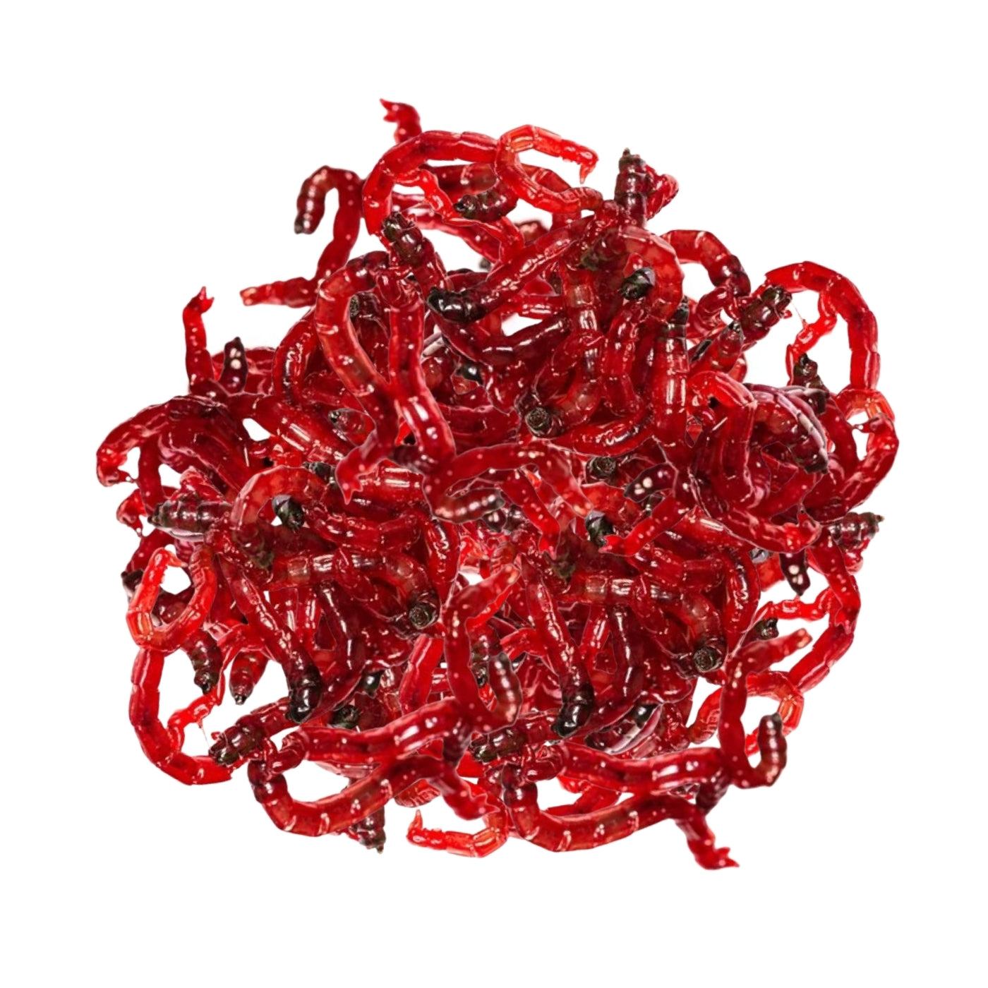 Odu kāpuri (Motilis)