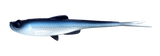 Silikoonlõks Libra Lures Bleak V-Tail 7.8"
