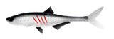 Silikoonlant Libra Lures Dead Fish 6.7"
