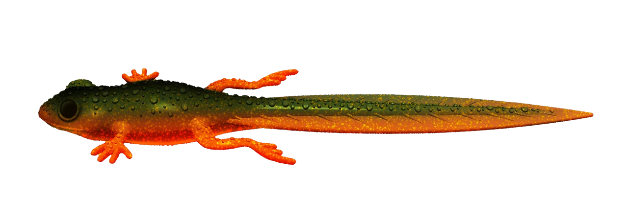 Silikoonlant Libra Lures Frog Tadpole Tails 8.2"