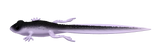 Silikoonlant Libra Lures Frog Tadpole Tails 8.2"