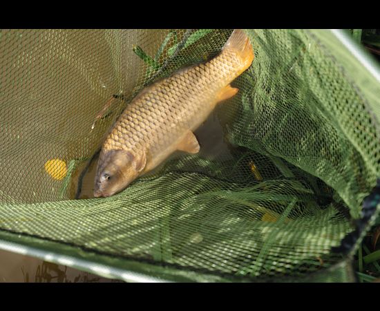 Uztveramais tīkls Korum Power Folding Triangle Latex Net 30"