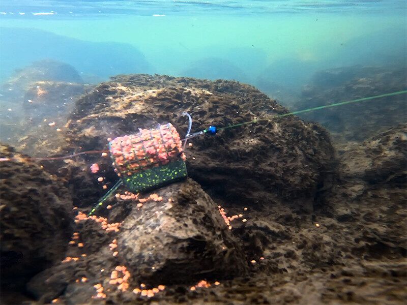 Delphin RiverSTIX söötja 