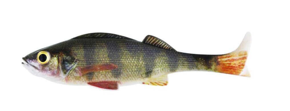 WESTIN Original Perch 18cm 61g Real Perch